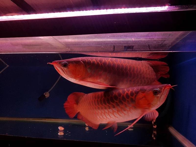 Quality Asian Arowana Fish for sale - photo 2